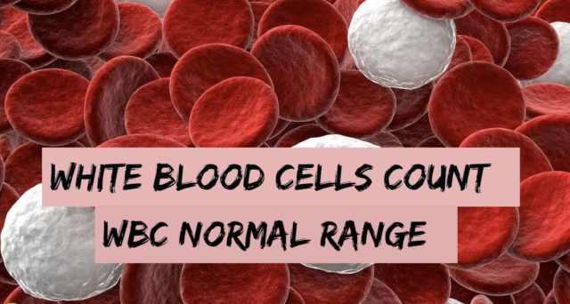 White blood Cells Count | WBC Normal Range - Blognex